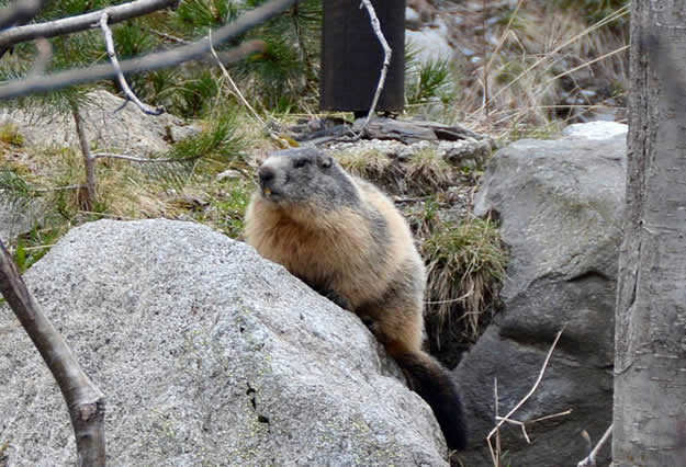Marmota_Jorge Mayoral