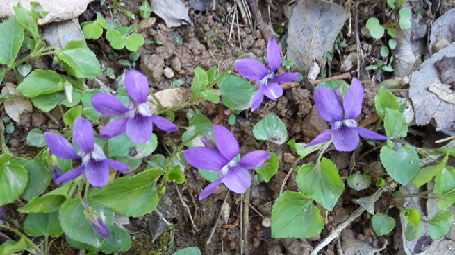 Viola canina