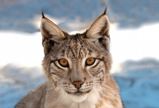 Lince-un-año-Lacuniacha