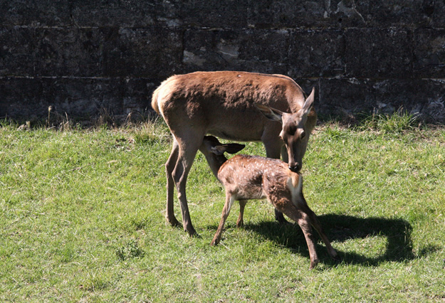 ciervos-ciudadela-Jaca-MiguelRamonHenares
