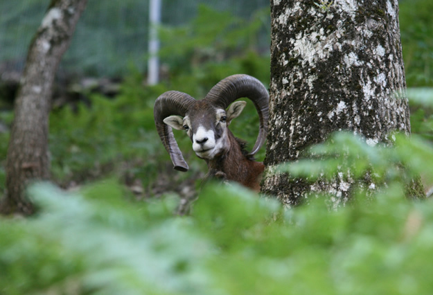 muflon-MiguelRamonHenares