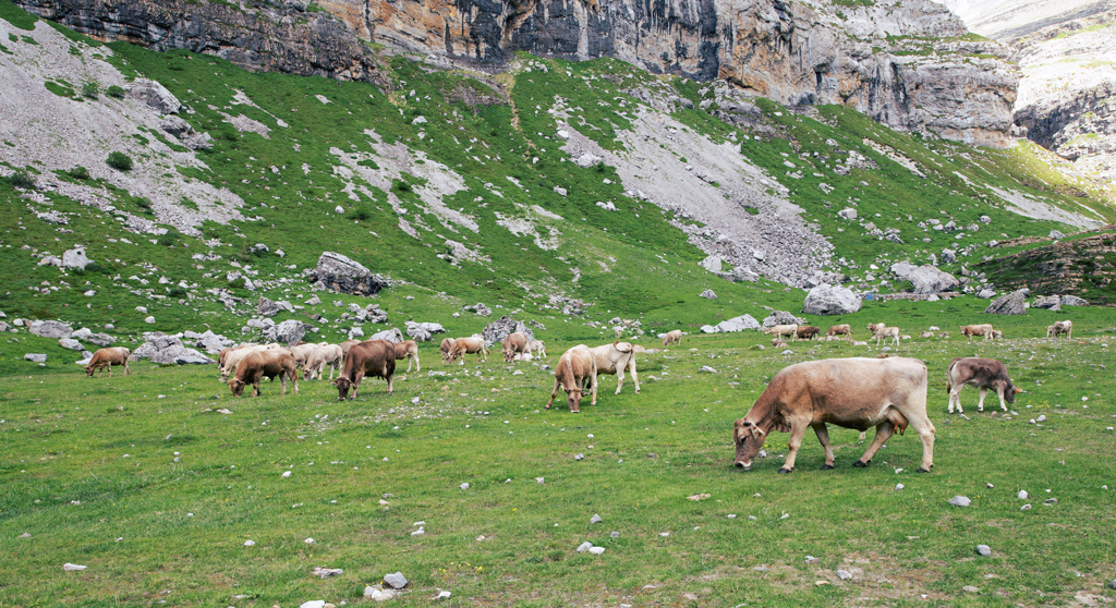 Animales Vacas Formigal Panticosa