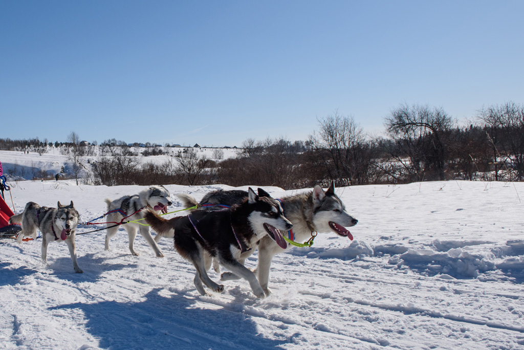 mushing trineo perros