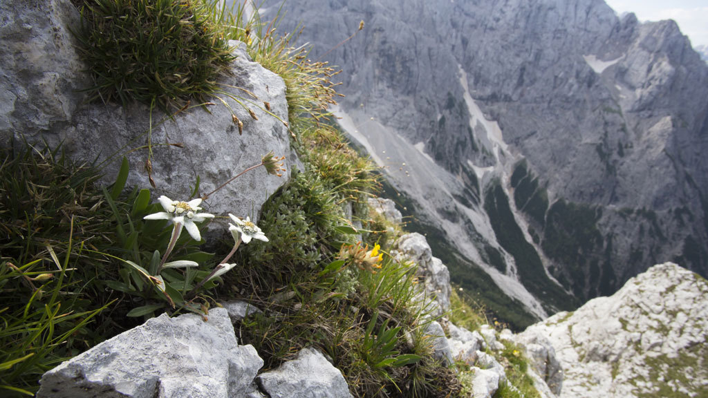 Flor del pirineo Edelweiss