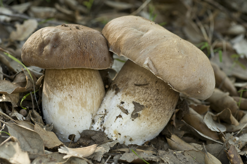 boletus-setas-aragon
